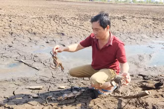 Do nguồn nước ô nhiễm, 12 ha nuôi tôm, cua, cá của ông Huỳnh Văn Kỷ chết hàng loạt, bị thiệt hại tổng cộng 380 triệu đồng. 