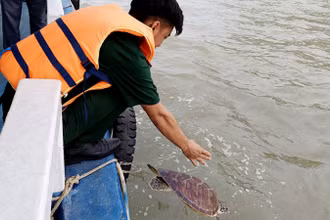 Cán bộ Đồn Biên phòng cửa khẩu cảng Hòn Chông thả rùa biển về môi trường tự nhiên.