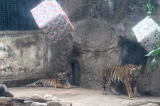 Hai bé hổ Bình và Dương trong ngày mừng được 1 tuổi.