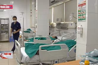Khẩn trương tìm nguồn thuốc điều trị sốc sốt xuất huyết