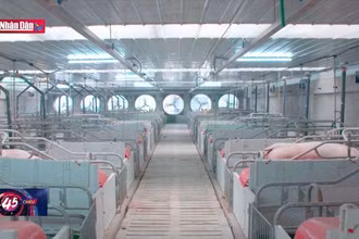 Sản xuất giống phục vụ cơ cấu lại ngành nông nghiệp giai đoạn 2021-2030