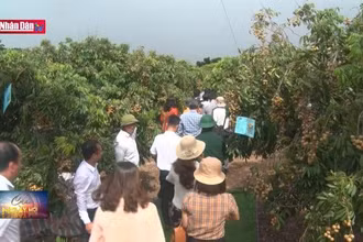 Mở vườn nhãn xuất khẩu tại Hải Dương