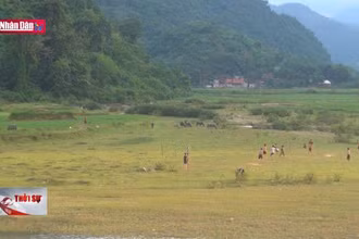 Đổi thay trên mảnh đất khai thác vàng trái phép