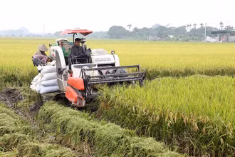 Người dân xã Tượng Lĩnh (huyện Kim Bảng) thu hoạch lúa.