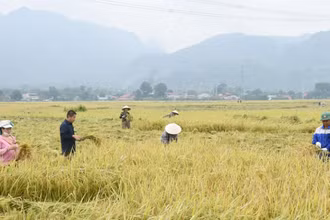 Thu hoạch lúa đặc sản tại huyện Phù Yên, tỉnh Sơn La. (Ảnh Quang Anh)
