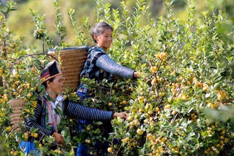 Ảnh minh họa: Nhiều chính sách của Đảng và Nhà nước đã giúp đồng bào dân tộc thiểu số thoát nghèo và phát triển bền vững. (Ảnh: TTXVN)