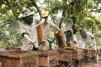 Mật ong Honeco: Thảo thơm sản phẩm OCOP từ núi rừng mờ sương