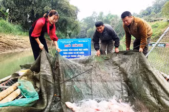 Mô hình nuôi cá lồng trên sông Năng được mở rộng sau khi sáp nhập Thượng Giáo, huyện Ba Bể, Bắc Kạn. (Ảnh: thuysanvietnam.com)