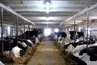 Trang trại nuôi bò sữa ở Canada. (Ảnh: Dairy farmers of Canada/TTXVN)