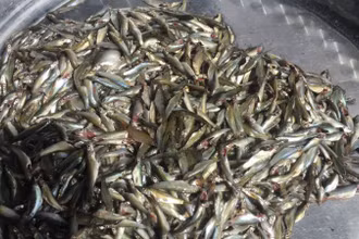 Cá linh non giá từ 180.000 đồng/kg trở lên.