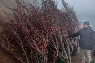 Những cành đào vùng cao được bó gọn chờ vận chuyển về xuôi.
