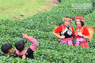 Du khách mặc trang phục dân tộc H'Mông chụp ảnh ở đồi chè trái tim. 
