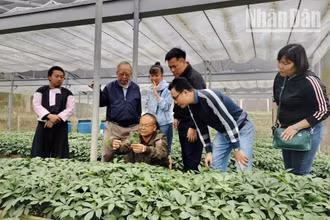 Mô hình ứng dụng công nghệ cao trong trồng sâm Ngọc Linh tại bản Sam Ta, xã Chiềng Chung, huyện Mai Sơn.