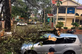 Tại thành phố Sơn La vẫn chưa có thống kê về thiệt hại, nhưng mưa to, gió lốc đã làm nhiều cây xanh đổ, gẫy, ảnh hưởng đến tài sản người dân. (Ảnh: Người dân cung cấp).
