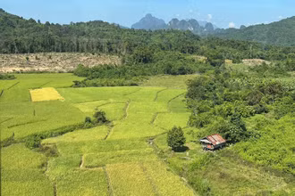 Một cánh đồng lúa tại phía bắc Lào. (Ảnh: TRỊNH DŨNG)