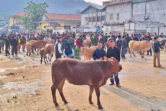 Ngay từ sáng sớm, chợ bò Mèo Vạc đã thu hút rất đông người dân và du khách tham quan.