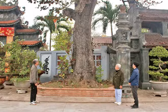 Cây bàng cổ thụ bên cổng chùa Hưng Long, xã Ninh Nhất, thành phố Ninh Bình.