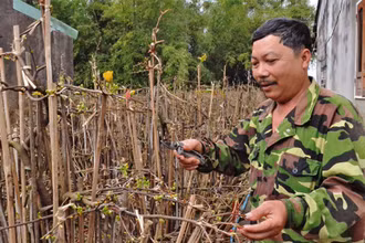 Mai vàng An Nhơn có nét độc đáo được khá nhiều người ưa thích.