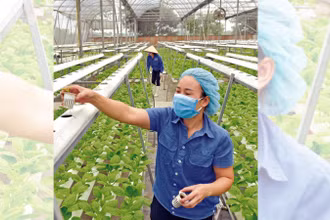 Mô hình trồng rau công nghệ cao tại xã Phú Cường, huyện Sóc Sơn. (Ảnh: PHẠM HÙNG)
