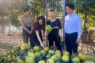 Chị Lưu Thị Toan (thứ hai, từ phải sang) giới thiệu sản phẩm bưởi da xanh với lãnh đạo Agribank Chi nhánh tỉnh Điện Biên.