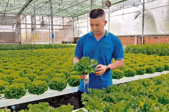 Hệ thống phun sương tự động trồng rau thủy canh ứng dụng công nghệ IoT của Hợp tác xã Nông nghiệp Tuấn Ngọc, thành phố Thủ Đức.