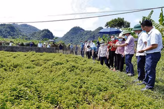 Phổ biến cho người dân ở xã Kim Đồng (Tràng Định) về kỹ thuật chăm sóc, thu hoạch cây thạch đen phục vụ xuất khẩu.