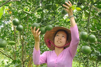 Người dân xã Mỹ Lợi A, huyện Cái Bè, tỉnh Tiền Giang chăm sóc cây cam sành. (Ảnh: NGUYỄN SỰ)