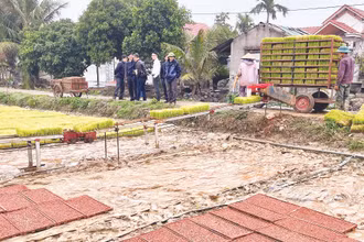 Nhiều diện tích lúa ở huyện Bình Giang được nông dân thực hiện sản xuất mạ khay và cấy bằng máy làm tăng năng suất lao động và sản lượng lúa.