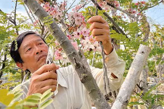 Ông Dương Văn Quế chăm sóc những cây muồng anh đào đột biến đang cho hoa để chuẩn bị phục vụ du khách. 
