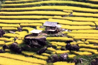 Mùa vàng trên ruộng bậc thang Xín Mần (Hà Giang). (Ảnh: NGUYỄN HỮU THÔNG)