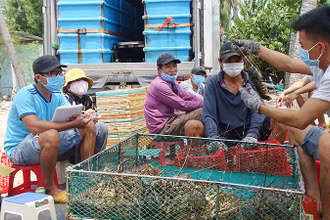 Người dân xã Xuân Thịnh, thị xã Sông Cầu, tỉnh Phú Yên thu hoạch tôm hùm bán cho thương lái. 