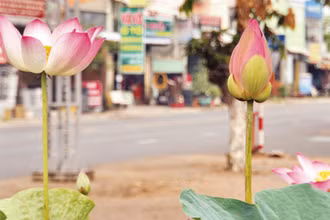 Sen được trồng trên đường phố.