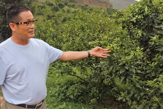 Ông Lê Minh Tuân kiểm tra khu vực trồng cây ăn quả tại trang trại.
