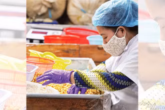 Công nhân Công ty TNHH một thành viên Nam Huy Đồng Tháp lựa hạt sen sấy (sản phẩm OCOP 5 sao) để đóng gói.