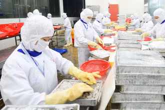 Chế biến thủy sản xuất khẩu ở Công ty cổ phần Thủy sản Cafatex (Hậu Giang). (Ảnh: TRẦN QUỐC)