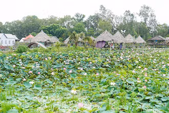 Cánh đồng sen ở huyện Tháp Mười, tỉnh Đồng Tháp. (Ảnh: HỮU NGHĨA)