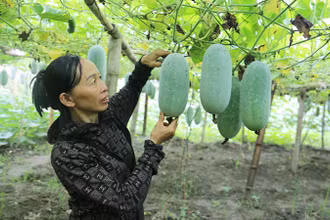 Bắc Kạn thành công trong chuyển đổi nhiều diện tích đất ruộng sang trồng cây đặc sản, giá trị kinh tế cao. Trong ảnh: Cây bí xanh thơm trồng trên đất ruộng tại Ba Bể mang lại hiệu quả kinh tế gấp ba đến bốn lần so với trồng lúa.