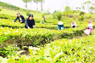 Thu hoạch chè shan tại xã Gia Hội, huyện Văn Chấn.