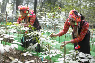 Trồng sâm dưới tán rừng tại bản Sín Chải C, xã Pa Vệ Sủ, huyện Mường Tè, Lai Châu. (Ảnh: TRẦN TUẤN)