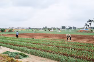 Trồng hành lá mang lại thu nhập cho người dân xã Võng Xuyên, huyện Phúc Thọ.