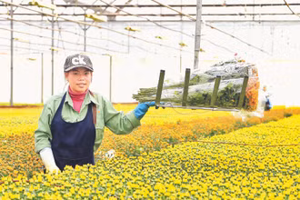 Sản xuất nông nghiệp công nghệ cao tại Lâm Đồng. (Ảnh: MAI VĂN BẢO)