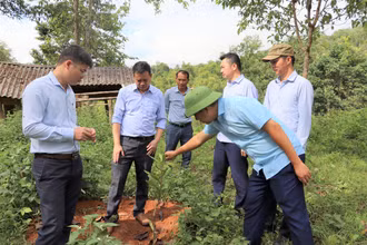 Cán bộ Phòng Nông nghiệp và Phát triển nông thôn huyện Mường Ảng kiểm tra tiến độ sinh trưởng cây mắc ca của Hợp tác xã mắc ca Hội Cựu chiến binh Mường Ảng.