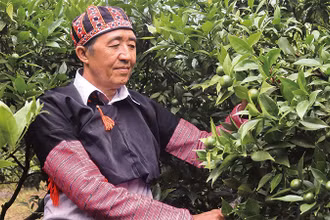Ông Hàng A Sở bên vườn mận của gia đình.