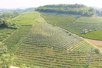 Một mô hình gắn nghề chè với phát triển du lịch trải nghiệm, sinh thái ở Thái Nguyên.