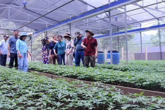 Mô hình trồng sâm Ngọc Linh duy nhất tại tỉnh Sơn La được áp dụng công nghệ tiên tiến trong sản xuất.