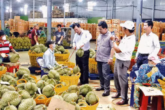 Lãnh đạo huyện Krông Pắc, tỉnh Đắk Lắk thăm và kiểm tra một doanh nghiệp thu mua sầu riêng xuất khẩu trên địa bàn.