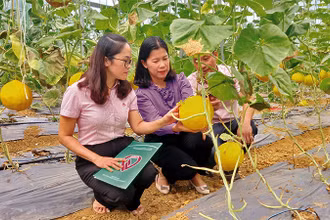 Cán bộ tín dụng chính sách kiểm tra hiệu quả nguồn vốn tại xã Ngọc Đào, huyện Hà Quảng, tỉnh Cao Bằng.