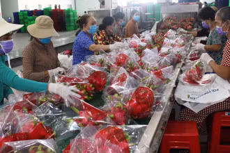 Hợp tác xã Thanh Phú Long (xã Thanh Phú Long, huyện Châu Thành, tỉnh Long An) đóng hàng thanh long xuất khẩu sang Trung Quốc. (Ảnh: PHONG THANH)