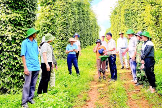 Sản xuất hồ tiêu đạt quy trình chứng nhận, nâng cao giá trị, bảo vệ môi trường, bảo đảm sức khỏe người sản xuất.