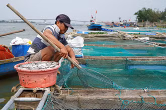 Người nuôi cá lồng bè ở hạ du sông Thu Bồn thiệt hại nặng vì cá chết hàng loạt.